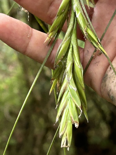 fescue airplant (Tillandsia borinquensis)