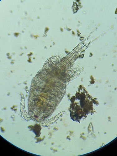 Representative image of Halicyclopidae