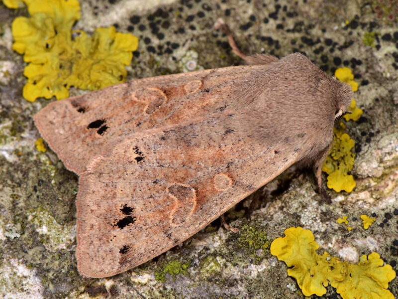 Twin-spotted Quaker, photo 1 of 10