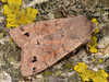 Twin-spotted Quaker - Photo (c) Paolo Mazzei, some rights reserved (CC BY-NC), uploaded by Paolo Mazzei