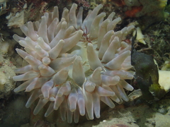 Urticina felina