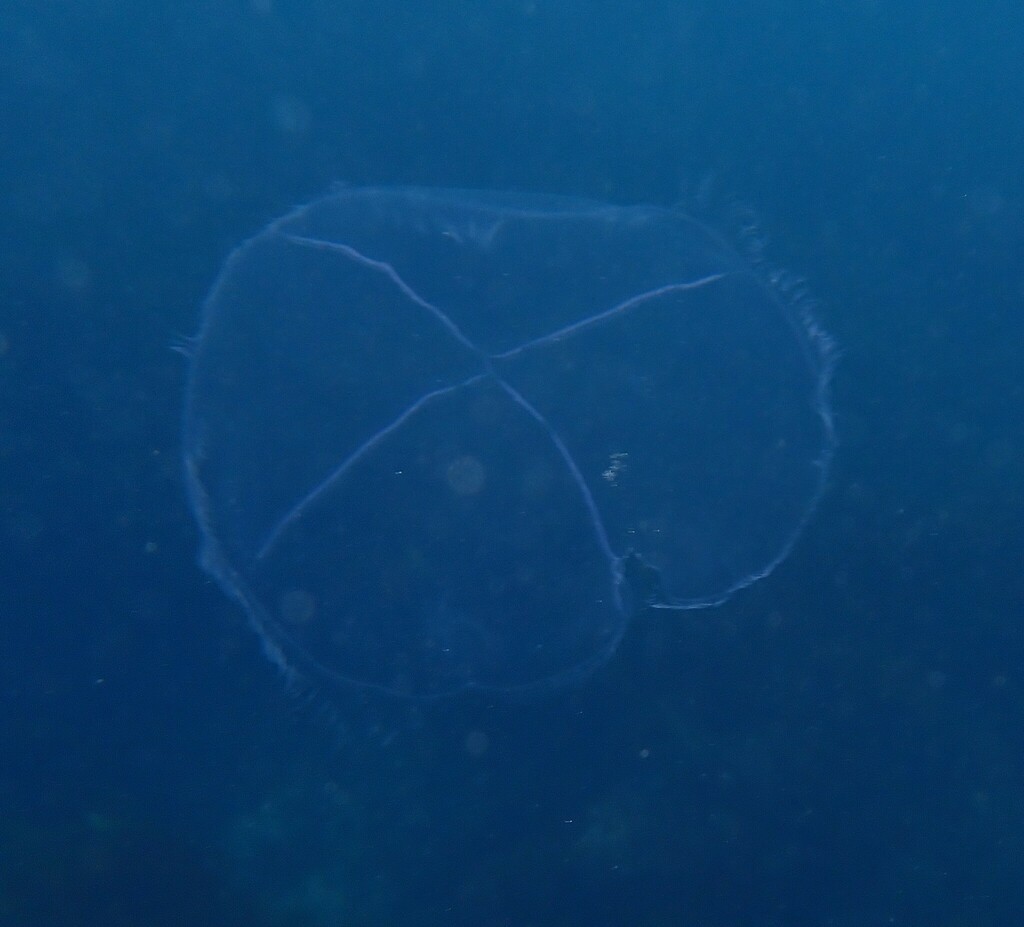 Staurostoma falklandica