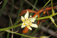 Toxicoscordion fontanum