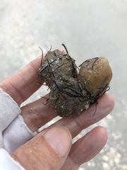 Molgula occidentalis