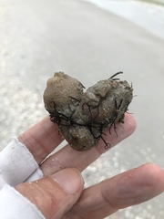 Molgula occidentalis