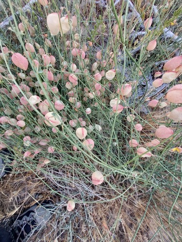 Oreophysa