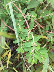 Euphorbia humistrata