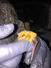 Myotis austroriparius