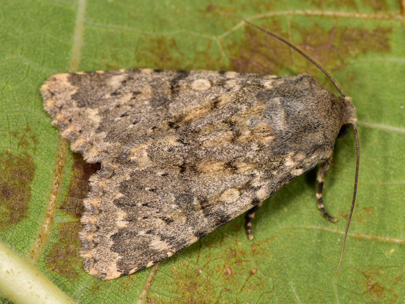 Polymixis culoti
