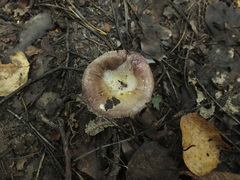 Russula nitida