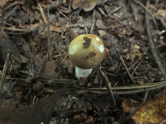Russula nitida