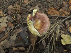 Russula nitida