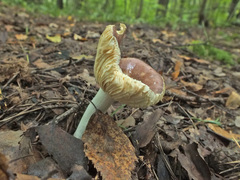 Russula nitida