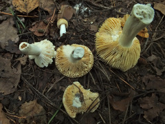 Russula nitida