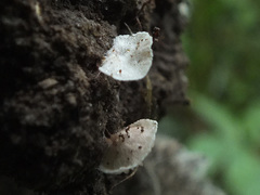 Entoloma jahnii