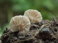 Entoloma jahnii