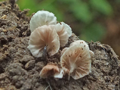 Entoloma jahnii