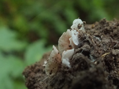 Entoloma jahnii