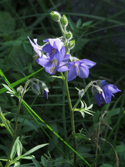 Polemonium acutiflorum