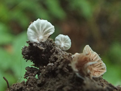 Entoloma jahnii