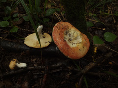 Russula intermedia