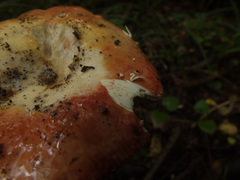 Russula intermedia