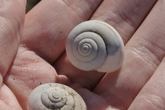 Helminthoglypta tudiculata