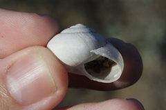 Helminthoglypta tudiculata