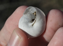 Helminthoglypta tudiculata