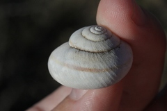 Helminthoglypta tudiculata