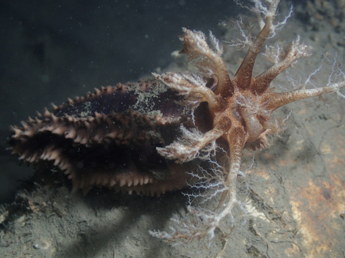 Ocnus brunneus