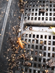 Xuthodes punctipennis