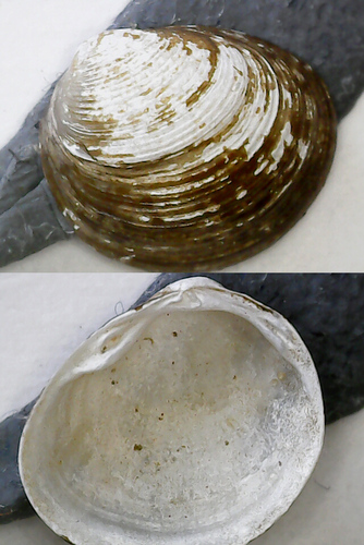 Greater European Pea Clam