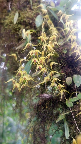 Trichosalpinx dirhamphis