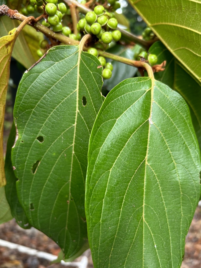 Colubrina glandulosa