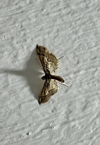 Ornate Hydriris Moth