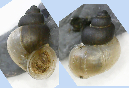 Leach's Bithynia, Salas, Zemgales priekšpilsēta, Rīga, Latvia, photo 3 of 10