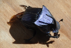 Phanaeus adonis