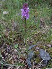 Dactylorhiza lapponica