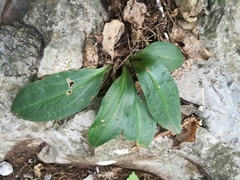 Mesadenus polyanthus