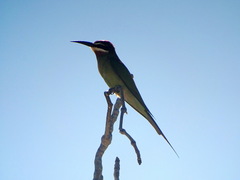 Merops superciliosus