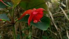 Fuchsia macrostigma