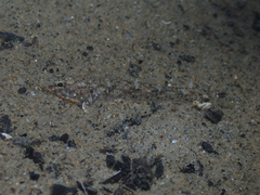 Pomatoschistus marmoratus