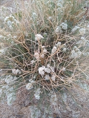 Lepidium fremontii