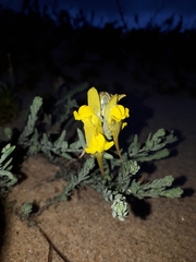 Linaria polygalifolia