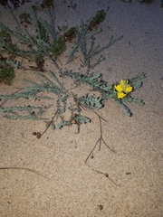 Linaria polygalifolia