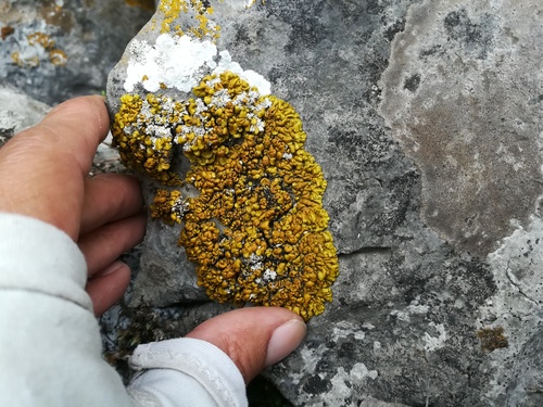 Xanthopsorella texana image