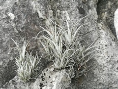 Tillandsia karwinskyana