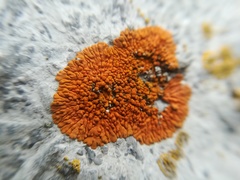 Caloplaca saxicola image