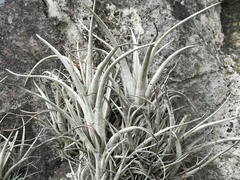 Tillandsia karwinskyana